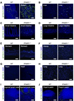 FIG 1 Deﬁciency of IFN-I signaling promotes SFTSV replication in secondary lymphoid tissues