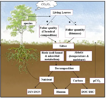 Figure 1.1. A conceptual model illustrating the combined effects of abiotic and biotic factors on litter carbon and nutrient cycles under elevated CO2 and O3