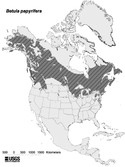 Figure 1.3 The native range of paper birch (Betula papyrifera) in north America. (Map is adapted from http://esp.cr.usgs.gov/data/atlas/little/) 