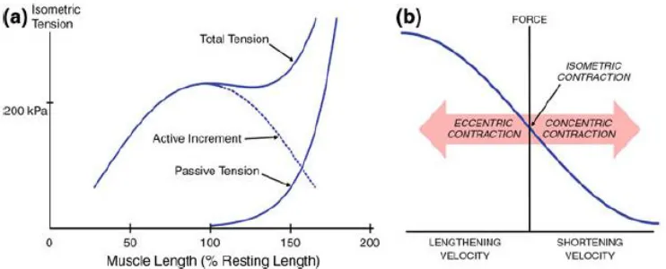 Figure 5. Force Length and Force Velocity Relationships (Gao and Leineweber, 2014).  