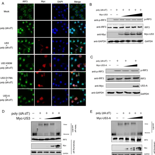 FIG 4 US3 inhibits the formation of the IRF3 dimerization complex. (A) CRFK cells (5anti-phospho-IRF3, anti-IRF3, anti-Myc, and anti-glyceraldehyde-3-phosphate dehydrogenase (GAPDH) antibodies (B and C) or subjected to native polyacryl-amide gel electropho