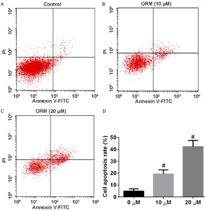 Figure 3. Effect of Ormeloxifene on the apoptosis of HeLa cells. Apoptosis analysis of HeLa cells induced by Ormel-oxifene for 48 h, using a flow cytometer with Annexin V-FITC/PI binding assay