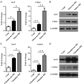 Figure 2. Effect of mechanical stimulation on osteogenesis and chongdrogen-esis of SMSCs