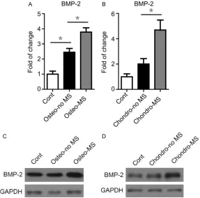 Figure 3. Expression of BMP-2 by SMSCs with/without mechanical stimulation treatment. During osteogenic or chondrogenic differentiation, SMSCs were treated with (MS group) or without mechanical stimulation (no MS group)