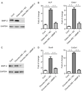 Figure 4. Knockdown of BMP-2 inhibited the osteogenic and chondrogenic dif-ferentiation of SMSCs promoted by mechanical stimulation treatment