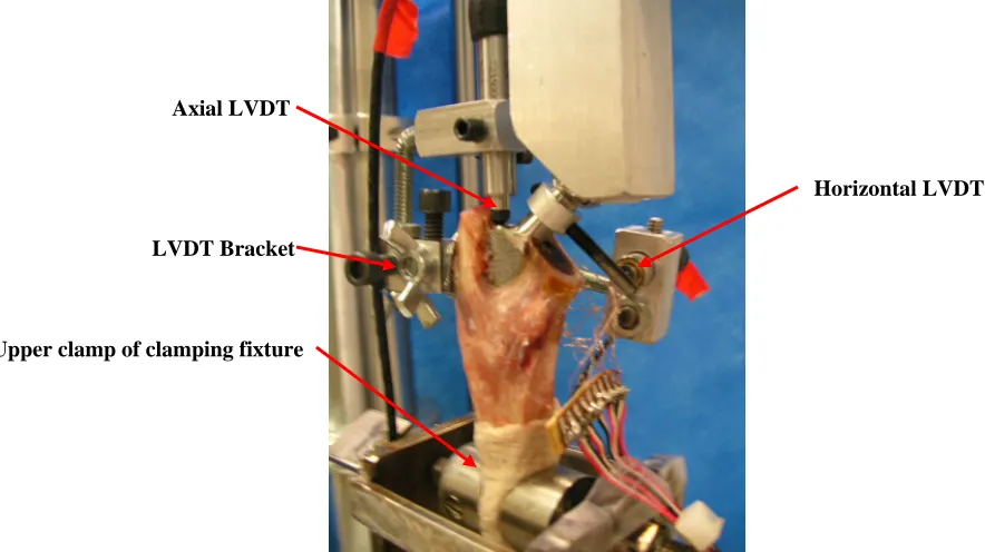 Figure 4.  LVDTs were secured from a bracket that was attached to the lateral aspect of the displacement of the stem relative to the bone