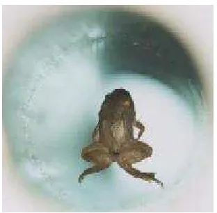 Figure 2.2 : Sumo wrestler standing on a levitating magnet platform 