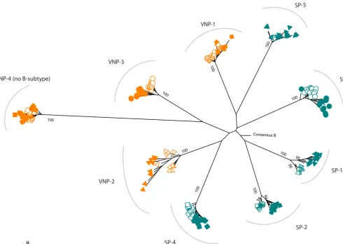 FIG 2 Phylogenetic tree of gag clonal sequences from VNPs and SPs. VNP sequences are indicated in orange, and SP sequences are indicated in blue