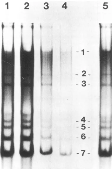 FIG. 6.cellsods.untreateddescribedinresolveduntreatedporationminus-strandning,uCi/ml) the Comparison of the cycloheximide sensitivity of MHV and plus-strand RNA synthesis