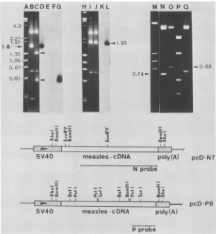 FIG.1.electrophoresisofclonesBDNADNAp.g) and the Structures of the full-length cDNA clones representing the N and the P genes of measles virus