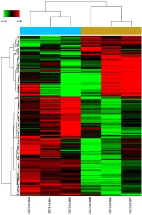Figure 1. Hierarchical clustering analysis shows distinct mRNA expression profiles between KIAA1456-overexpressing ovarian cancer cells and control cells