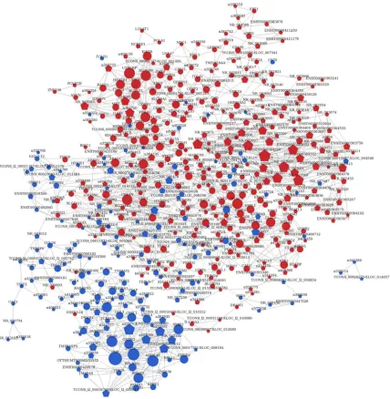 Figure 2. The mRNA-lncRNA association network was constructed according to interactions between mRNAs and lncRNAs