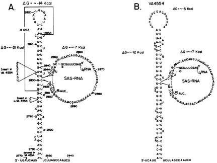 FIG. 5.involvementalterationsSAS-RNA Schematics of putative RNA secondary structures in the proximity of SAS-RNA of strains 776 (A) and VA4554 (B)