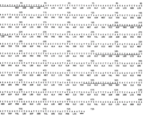 FIG.1.four Nucleotide sequence of cDNA in the translated region of the Glasgow M-protein gene and predicted amino acid sequence