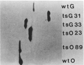 FIG. 2.towardphoresisstrains One-dimensional nonequilibrium pH gradient electro- gel comparing M proteins from wild-type and mutant of VSV, stained with Coomassie blue