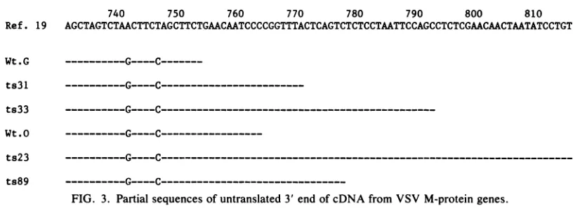 FIG. 3. Partial sequences of untranslated 3' end of cDNA from VSV M-protein genes.