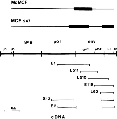 FIG.1.tionsated(middle)designationecotropicsequencing.thepositionsParenthesesofal.nonecotropictheymis;MCFnation