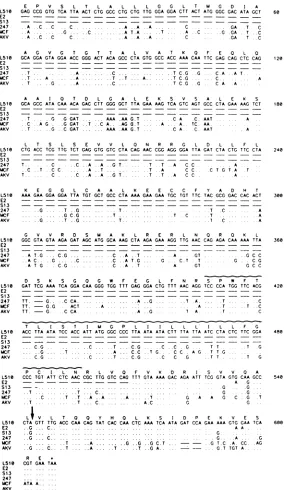 FIG.3.generatesregionvirusesFig. Sequence comparison of the p15E-coding region. The DNA sequence and predicted amino acid sequence for the p15E-coding of strain 129 Glx' cDNA clone L510 are compared with the corresponding se-quences of cDNA clones E2 and S