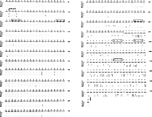 FIG.4.comparedregionpredictedindicatesequenceSequence comparison of the gp7O-coding region.The DNA sequence and predicted amino acidsequencefor the gp7O-coding of strain129 Glx' endogenoustranscriptswerederived from two overlapping cDNA clones,El andL511.T