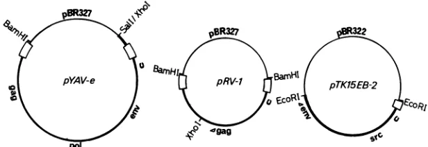 FIG.1.plasmid Structures of the plasmids used for the transfection assay. Bold lines represent virally derived sequences, and lighter lines indicate vector DNA.