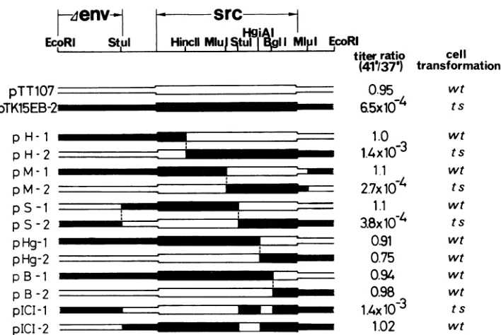 FIG. 2.freshatlater,DNAspermissivepersubclone the Construction of hybrid src genes and ts of focus-forming ability