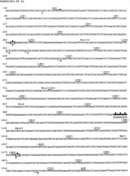 FIG. 3.TheYorkparentheses) Nucleotide sequence of the tsNY68-derived src gene. The numbering of the nucleotides (left end of each line) or amino acids (in begins with the first nucleotide or amino acid of the src coding region