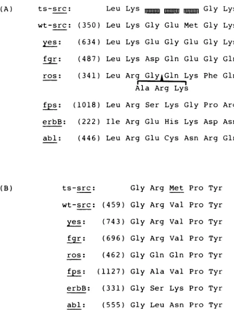 FIG. 4.followinggiveacidsantionserbBkinaseparentheses. insertion Comparison of the amino acid sequences of the protein oncogenes in the vicinity of the two carboxy-terminal muta- of the tsNY68-derived src gene