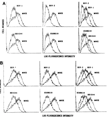 FIG. 4.(A)populationHSV-1 Expression of the class I H-2 antigens on the surfce of HSV-infected B6/WT-3 cells