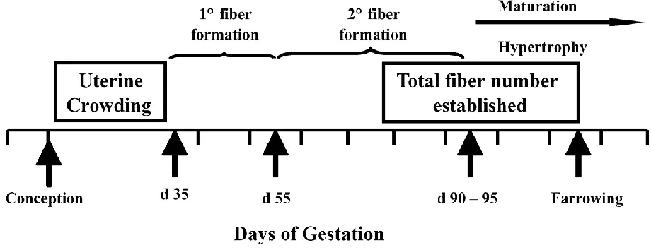 Figure 1.1 Timing of fetal primary and secondary fiber myogenesis relative to the period of uterine crowding in gestation