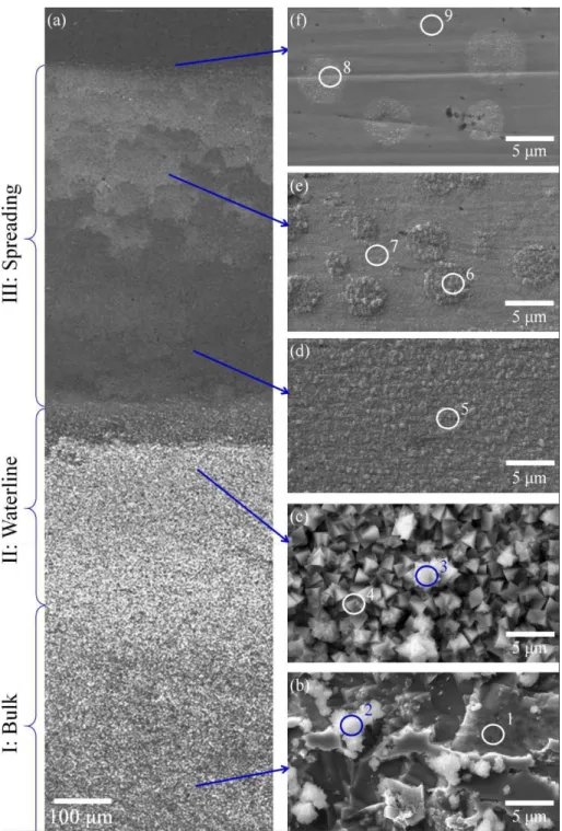 Figure 5: SEM images of a copper sample surface near the waterline after 5 day partial  immersion in 4 M NaCl: (a) overall, (b) bulk, (c) waterline, (d) spreading: lower, (e)  spreading: upper, and (f) spreading: uppermost