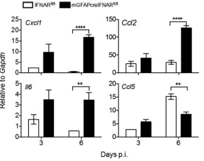 FIG 9 Abrogated IFNAR signaling in astrocytes leads to increased expression of proinﬂammatory factors.IFNARBrains from MHV A59-infected IFNARﬂ/ﬂ and mGFAPcre IFNARﬂ/ﬂ were analyzed for Cxcl1, Ccl2, Ccl5, andIl6 mRNA levels by quantitative RT-PCR