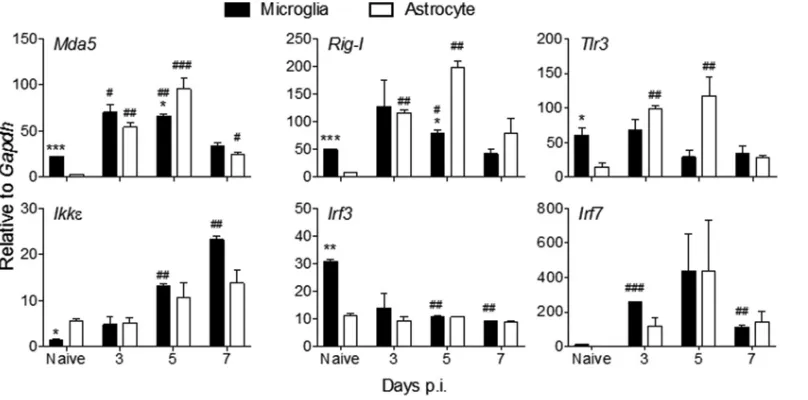 FIG 3 Astrocytes rapidly induce viral RNA-sensing PRRs following MHV A59 infection. Microglia and astrocytes were isolated