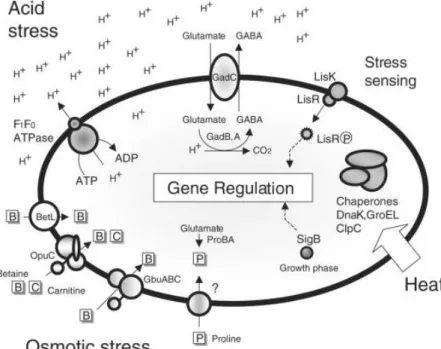 Figure  1.1:  A  representation  of  the  systems  and  their  proposed  roles  in  stress  protection/adaptation in L