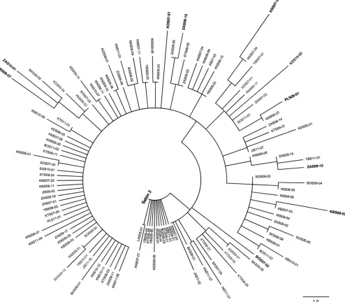FIG 6 Maximum-parsimony tree of amino acid sequences within all 4 NAg sites (see Fig. S1 in the supplemental material) of Sabin 2 and representatives ofthe 120 distinct NAg site variants among the 403 cVDPV2 isolates (see Fig
