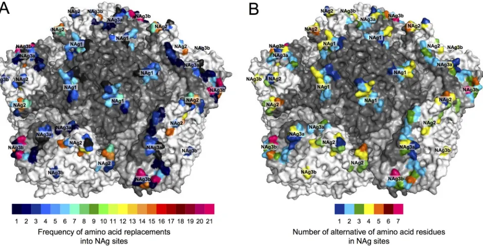 FIG 7 Heat maps illustrating the frequency of NAg amino acid replacements (A) and the number of alternative amino acid residues (B) in the NAg sites of all403 cVDPV2 isolates mapped to the X-ray crystallographic structure of the poliovirus type 2 capsid pe