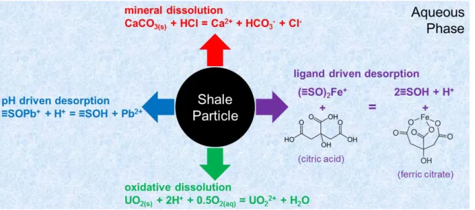 Figure 1.4 Illustration of possible chemical pathways of element mobilization from shales during shale- shale-fluid interaction
