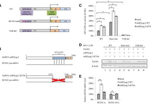 FIG 7 uc002yug.2 affects HIV-1 transcription through altering RUNX1 and Tat expression