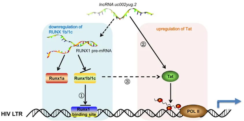 FIG 9 Model of uc002yug.2 functional reactivation of HIV-1 uc002yug.2 may promote HIV-1 replication and reactivation through twomechanisms, which are the downregulation of RUNX1b and -1c and upregulation of Tat, leading to the activation of HIV-1 LTR