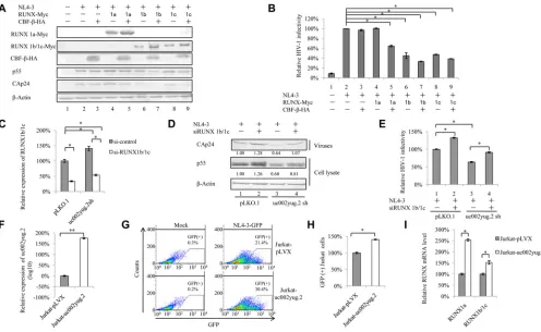 FIG 2 RUNX1b- and -1c-induced suppression of HIV-1 partially contributes to the effect of uc002yug.2 on HIV-1
