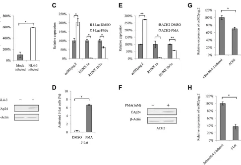 FIG 3 uc002yug.2 expression is upregulated after HIV-1 infection or reactivation. (A and B) HIV-1 infection upregulates uc002yug.2 expression in Jurkat cells.(A) Differences in expression levels of uc002yug.2 between the mock- and HIV-1 NL4-3-infected Jurk