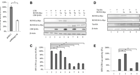 FIG 4 uc002yug.2 affects HIV-1 LTR activity in HEK293T cells. (A) Knockdown of uc002yug.2 decreases HIV-1 LTR activity in HEK293T cells