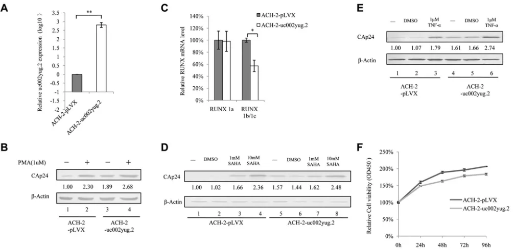 FIG 5 Expression of uc002yug.2 activates latent HIV-1 replication. (A) ACH-2 cells were infected with lentiviruses containing uc002yug.2 or a scramble control,