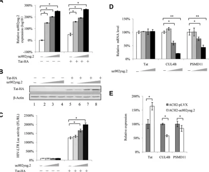 FIG 6 uc002yug.2 upregulates Tat protein. (A to C) uc002yug.2 increases HIV-1 LTR activity through upregulating Tat protein