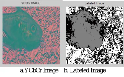 Fig 3 : Input and Resized Images  