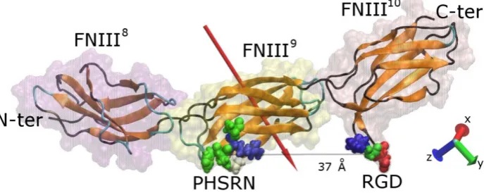 Figure 1. Graphical representation of a FNIII(colour-coded; orange, teal, and black represent(RGD) and synergy (PHSRN) sites, as well as the distance between them, are shown, and the red arrowFigure 1.8–10 fragment of fibronectin
