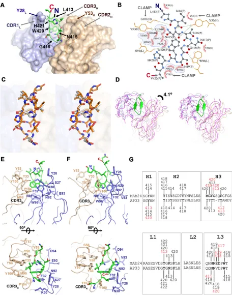 FIG 6 Recognition of E2 epitope I by MAb24. (A) Crystal structure of epitope I peptide E2412-423 (green) bound to the Fab of MAb24.The heavy and light chains are brown and light blue, respectively