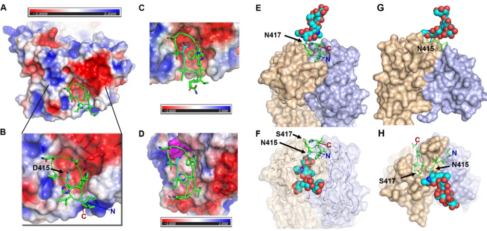 FIG 7 Structural impact of mutations at positions 415 and 417 on the recognition of epitope I