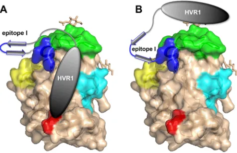 FIG 8 Models of the proposed interaction of epitope I, HVR1, and other antigenic regions