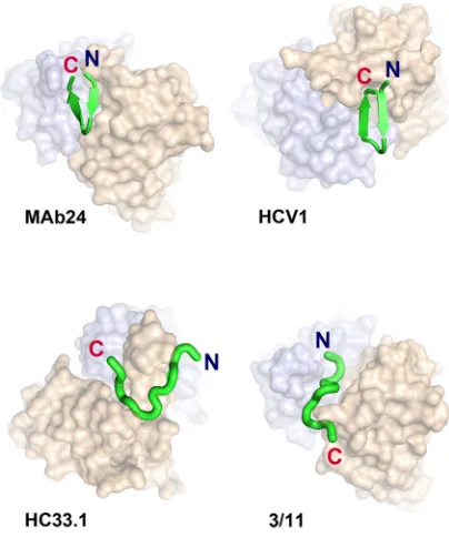 FIG 5 Epitope 1, represented as a green ribbon, adopts a(PDB code 4XVJ) and 3/11 (PDB code �-hairpin conformation when bound to MAb24and HCV1 (PDB code 4DGY), in contrast to the extended conformations found in structures of HC33.1 4WHT)