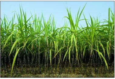 Figure 2.1: Sugar Cane [15] 